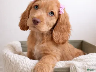 English Cocker Spaniel dogs Sienna - Ad 7