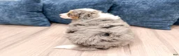 Mini Bernedoodle dogs for sale: Aspen - Ad 5