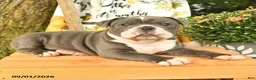 Olde English Bulldogge dogs for sale: Gibson - Ad 3