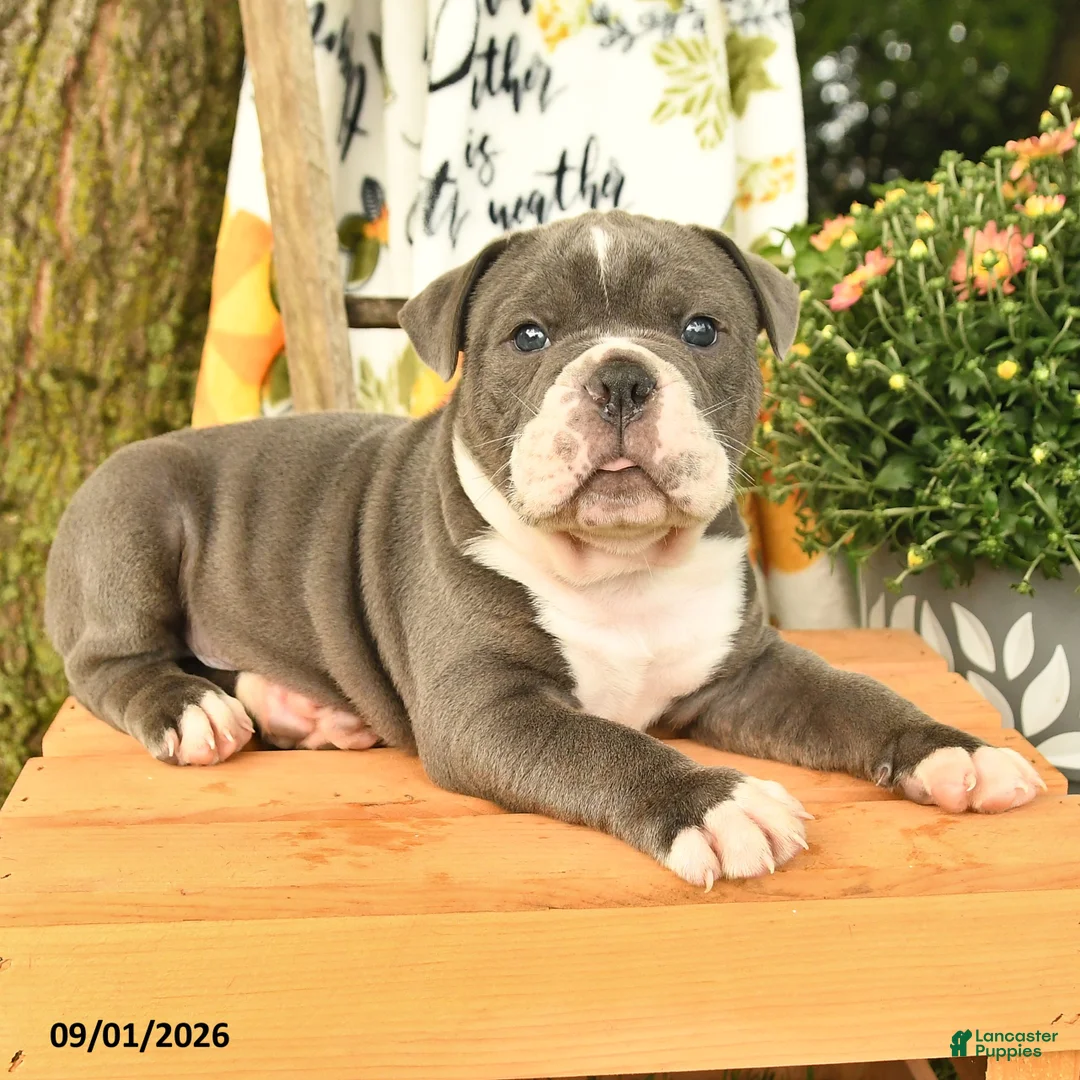 Olde English Bulldogge dogs for sale: Gibson - Ad 3