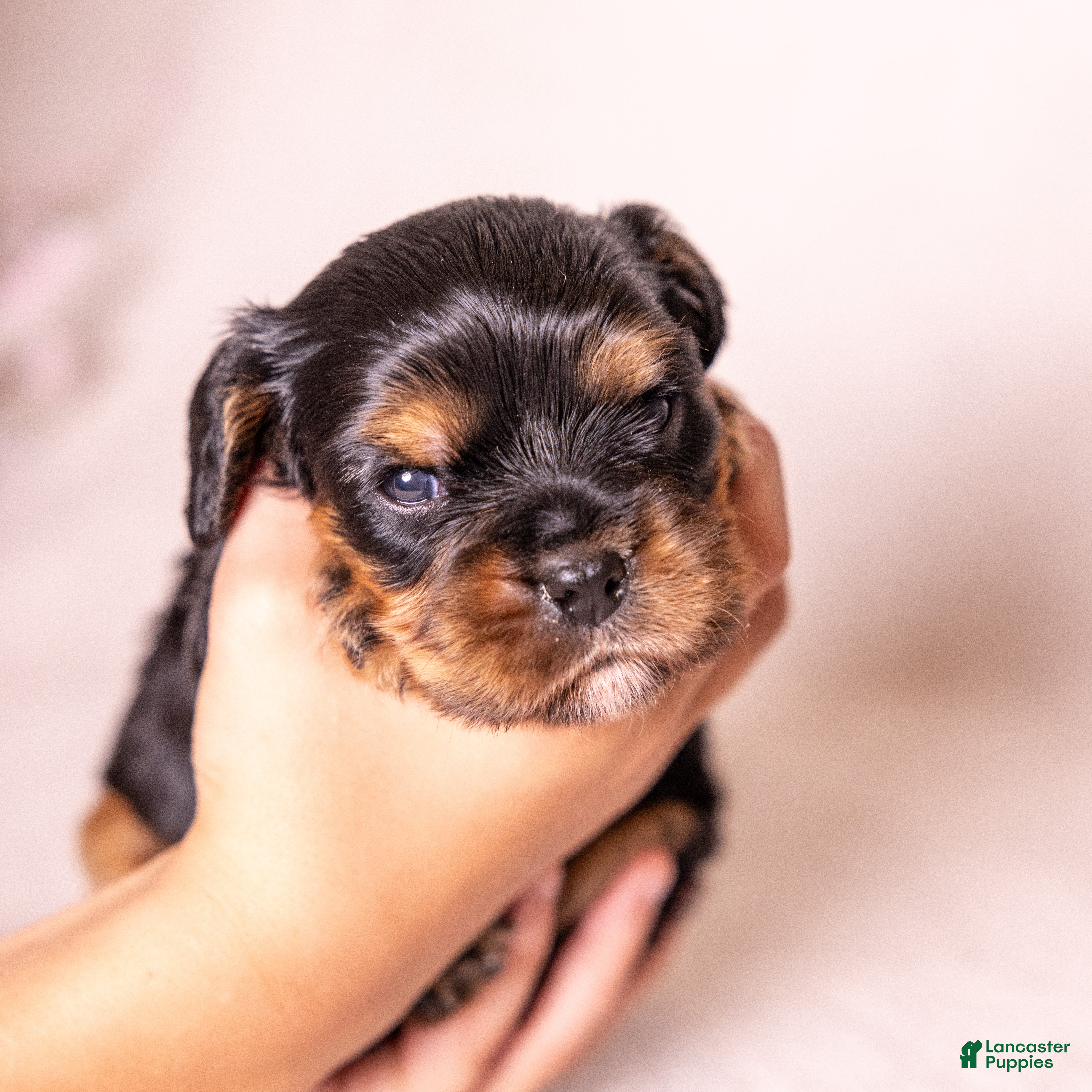 Cavalier King Charles Spaniel dogs Bravo  - Ad 1