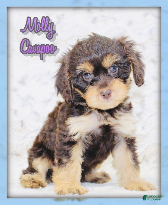 Cavapoo dogs Molly - Ad 1
