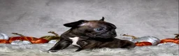 Mixed Breed dogs for sale: Mr. Bruce - Ad 12