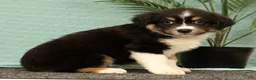Miniature Australian Shepherd dogs for sale: Jasmine - Ad 4