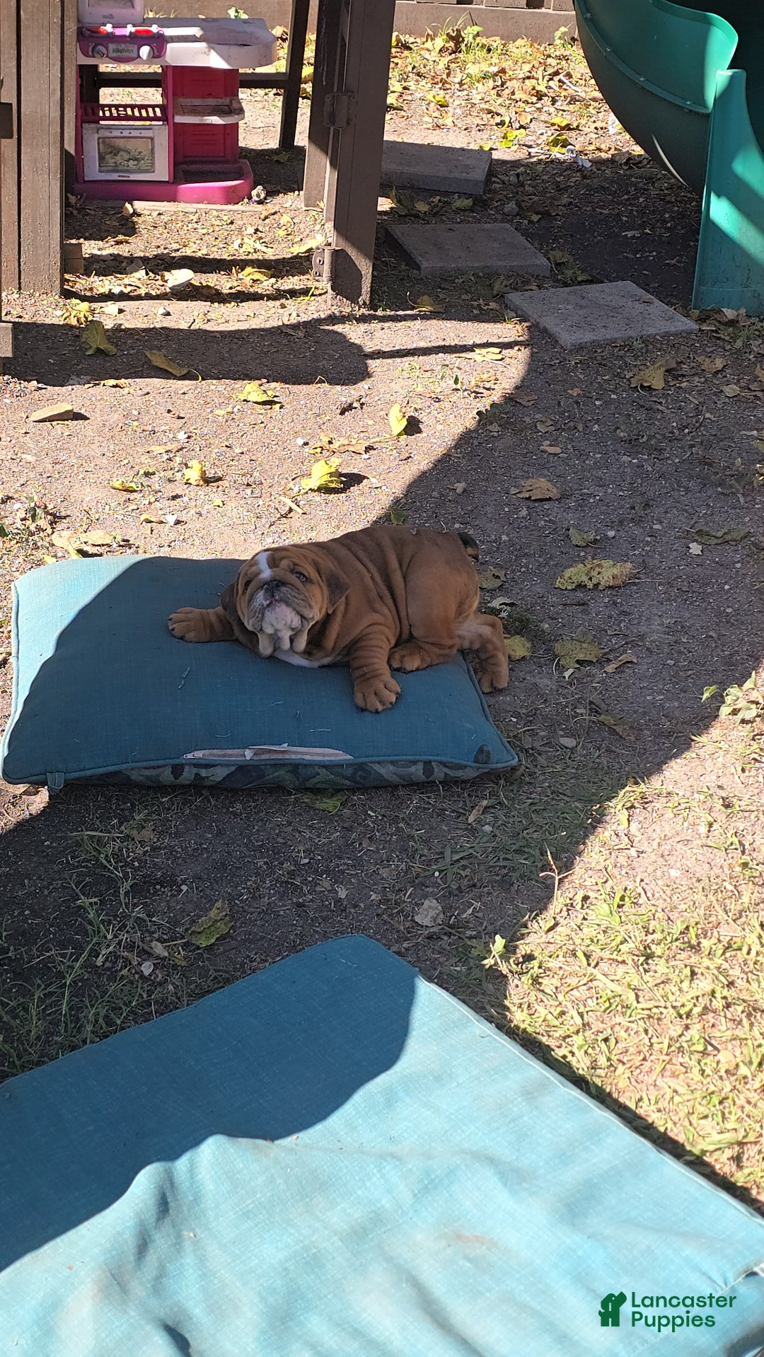 English Bulldog dogs for sale: Ruby - Ad 4