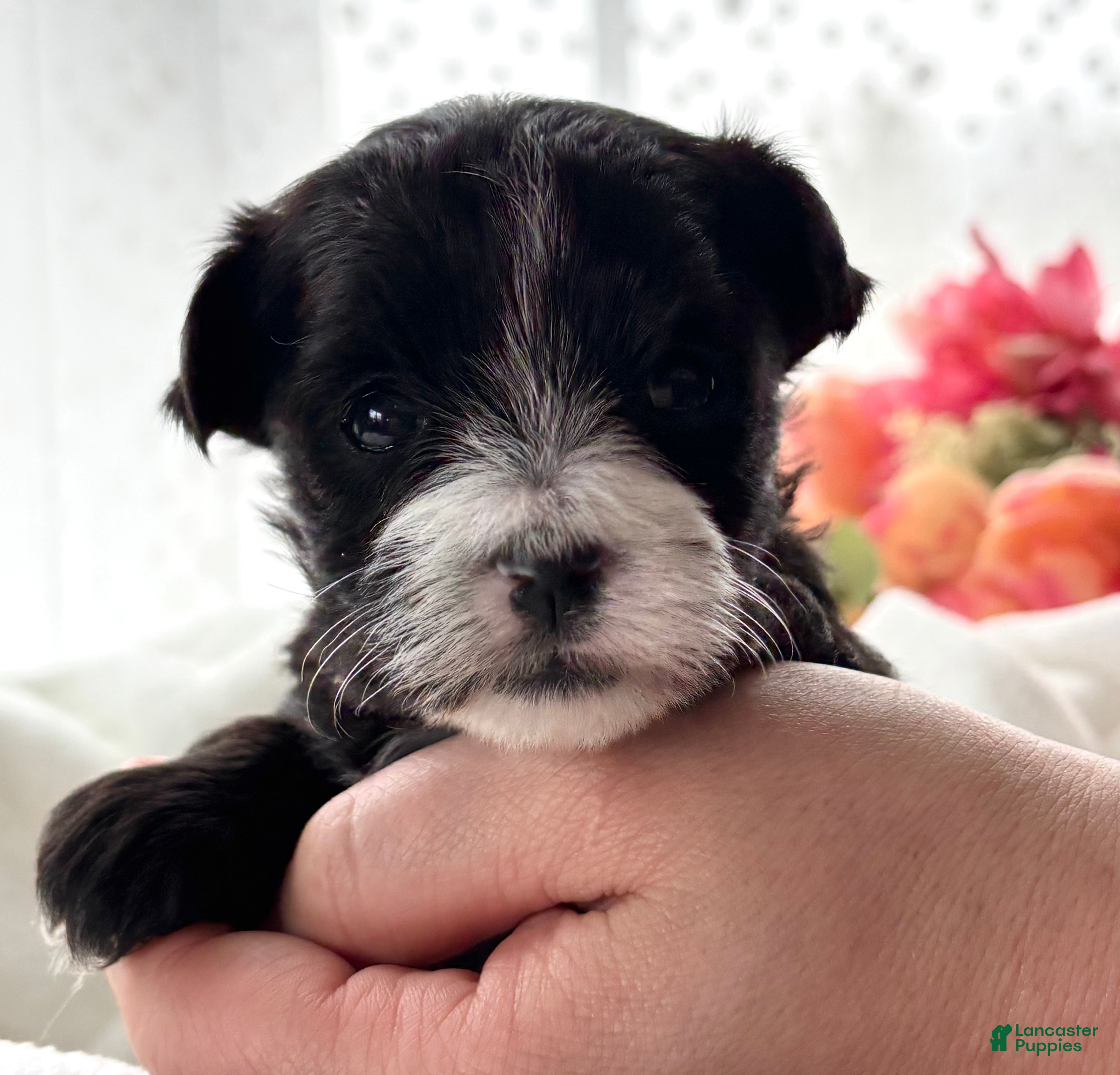 Morkie dogs Dixie - Ad 1