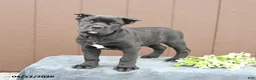 Cane Corso dogs for sale: Buster - Ad 3