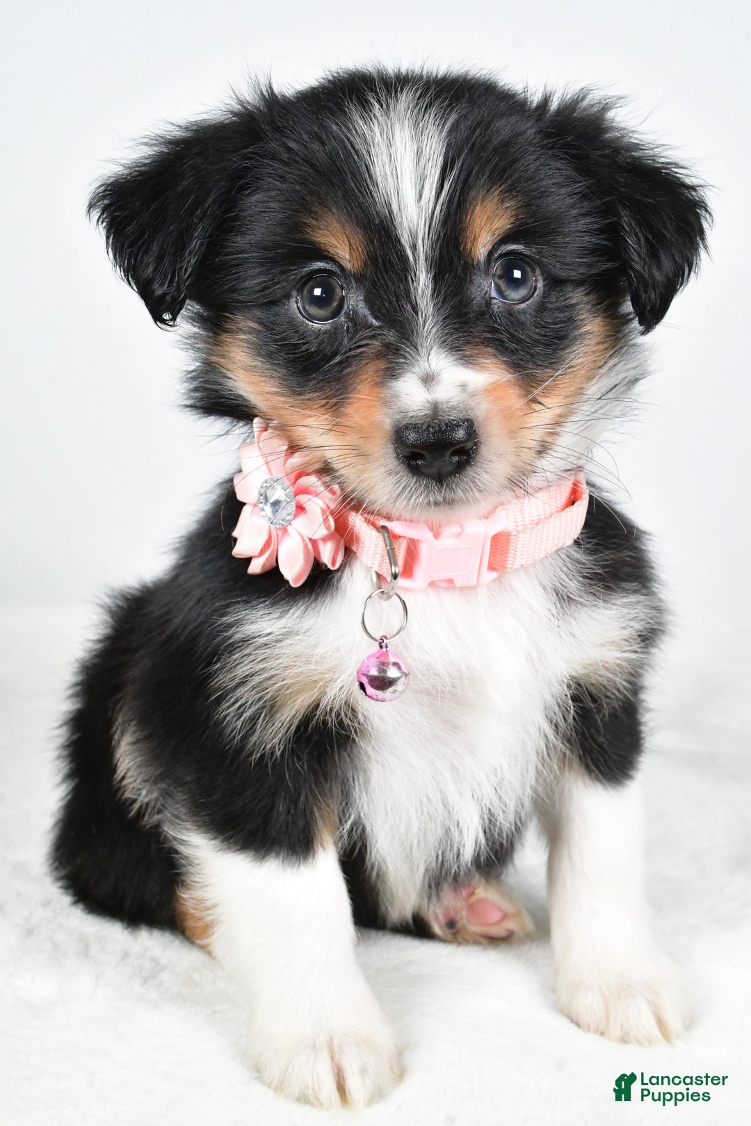 Miniature Australian Shepherd dogs for sale: Jean - Ad 9