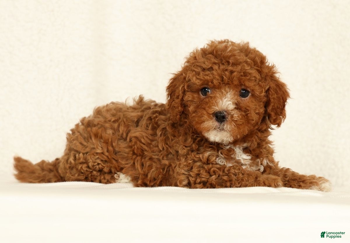 Cavapoo dogs Harper - Ad 1