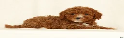 Cavapoo dogs for sale: Harper - Ad 1