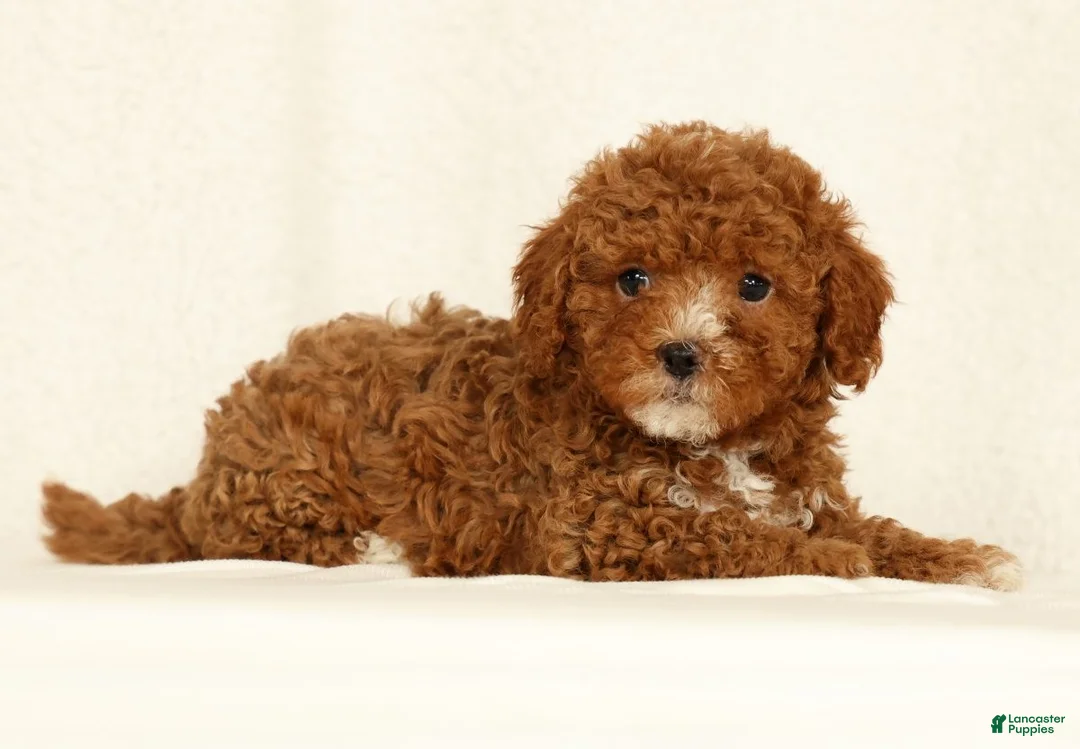Cavapoo dogs for sale: Harper - Ad 1