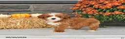 Cavapoo dogs for sale: Rosa  - Ad 3