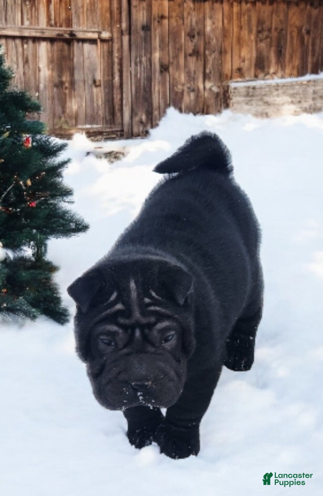 Shar Pei dogs for sale: Ebony mini  - Ad 3