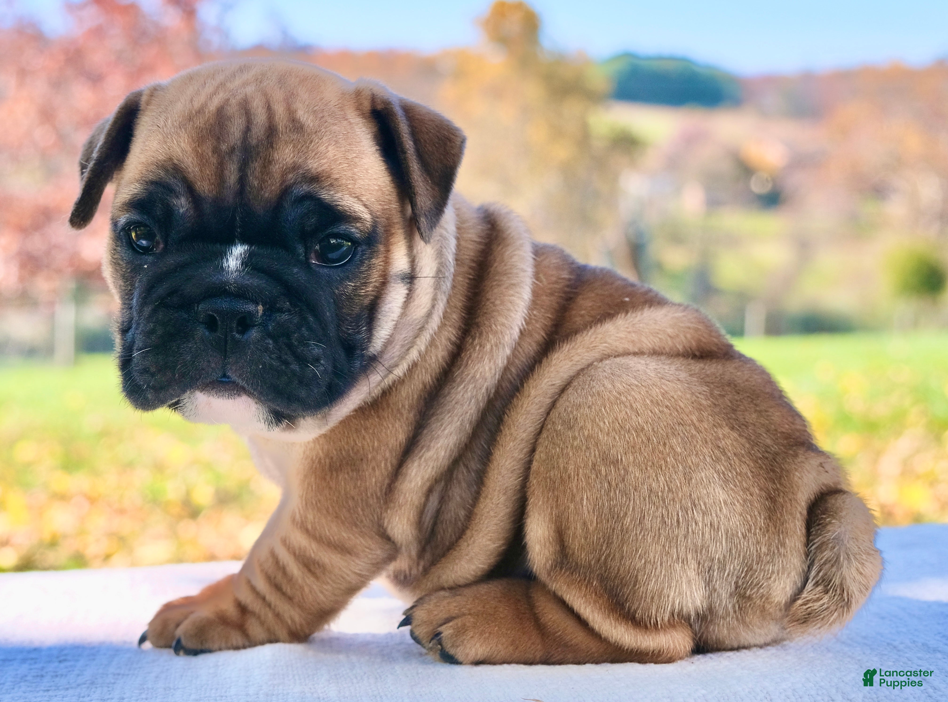 English Bulldog dogs for sale: Sophie - Ad 1