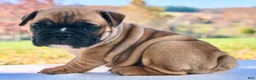 English Bulldog dogs for sale: Sophie - Ad 1