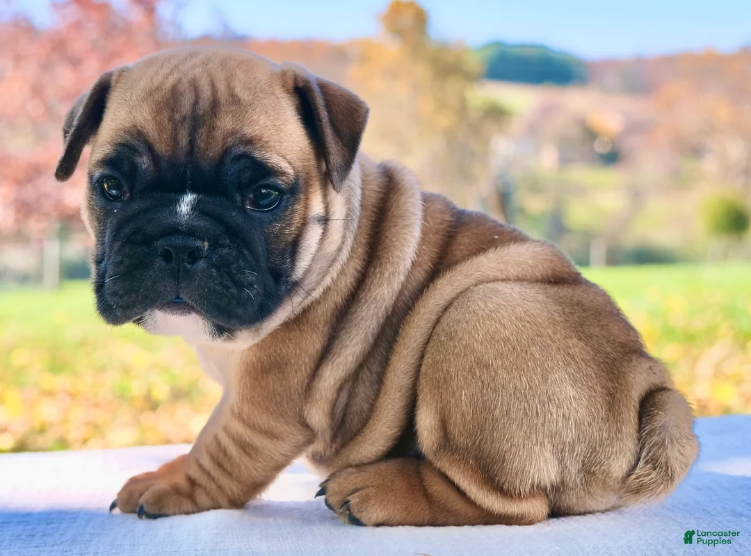 English Bulldog dogs for sale: Sophie - Ad 1