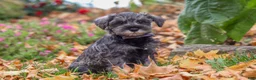 Miniature Schnauzer dogs for sale: Theo - Ad 4