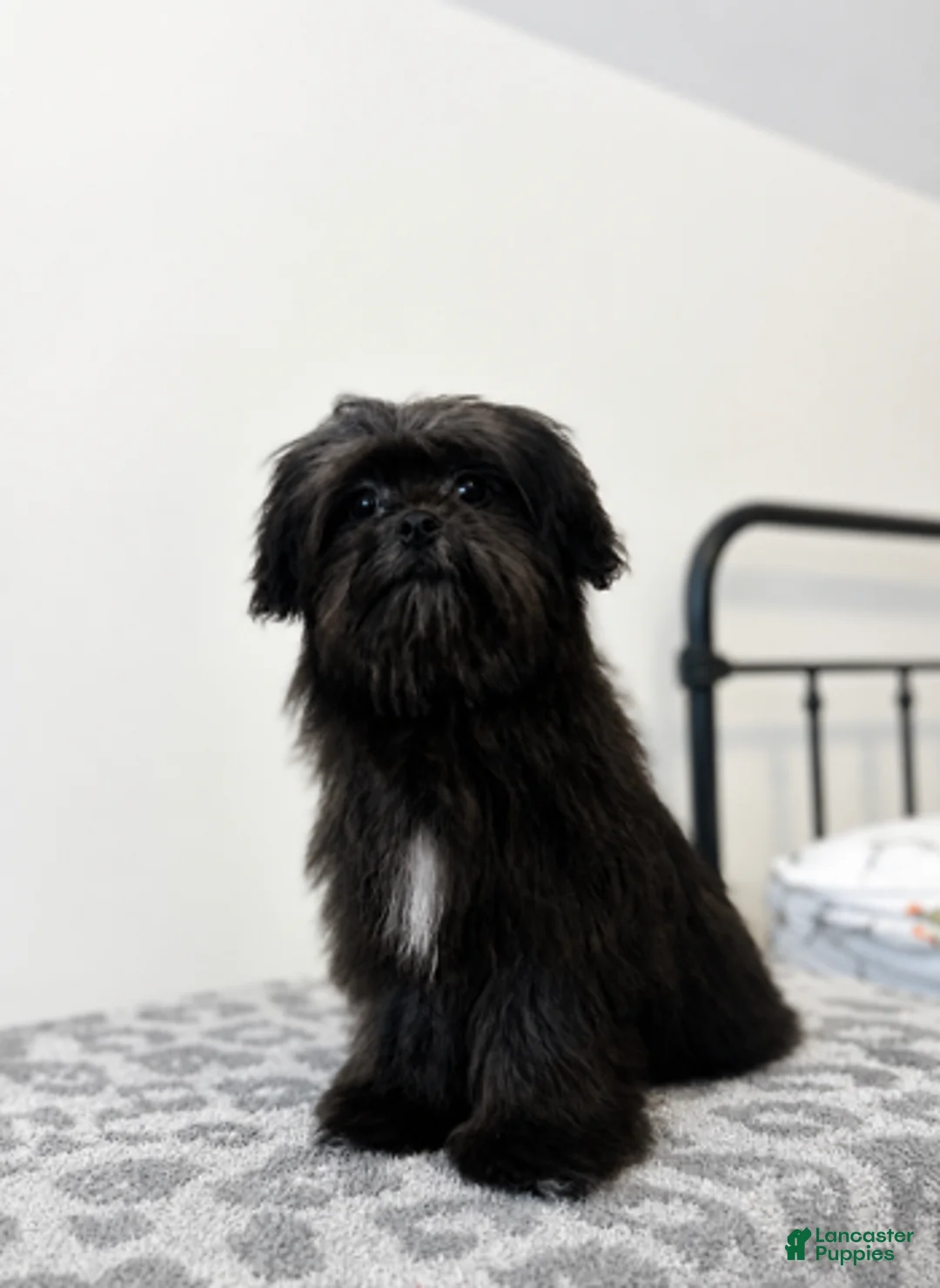 Malshi dogs for sale: Coco - Ad 4