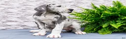 Great Dane dogs for sale: Kara - Ad 4