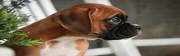Boxer dogs for sale: Everest - Ad 8