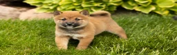 Shiba Inu dogs for sale: Jasper  - Ad 1