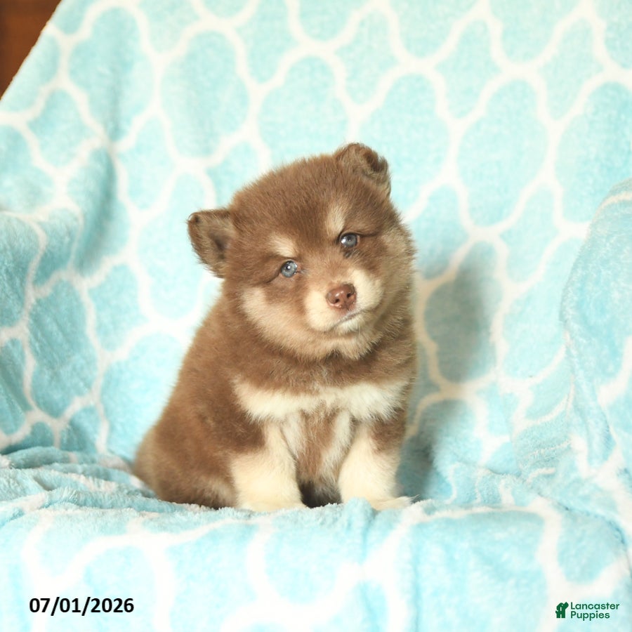 Pomsky dogs Honey - Ad 2