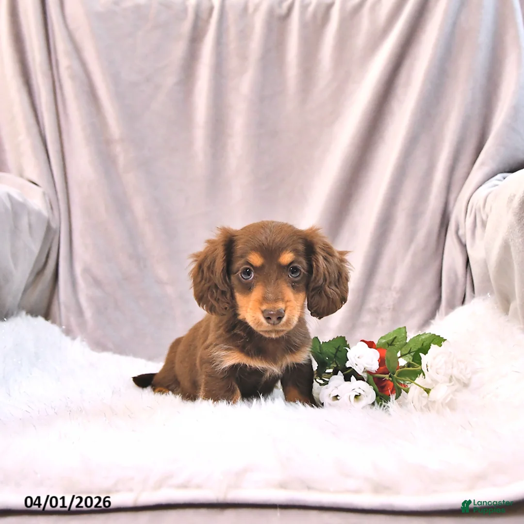 Miniature Dachshund dogs for sale: Kylie - Ad 1