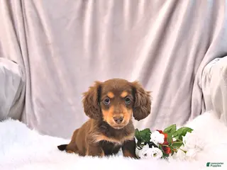 Miniature Dachshund dogs for sale: Kylie - Ad 4