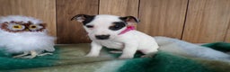 Jack Russell Terrier dogs for sale: Jack Russell Terrier Puppy 6 Serena - Ad 1