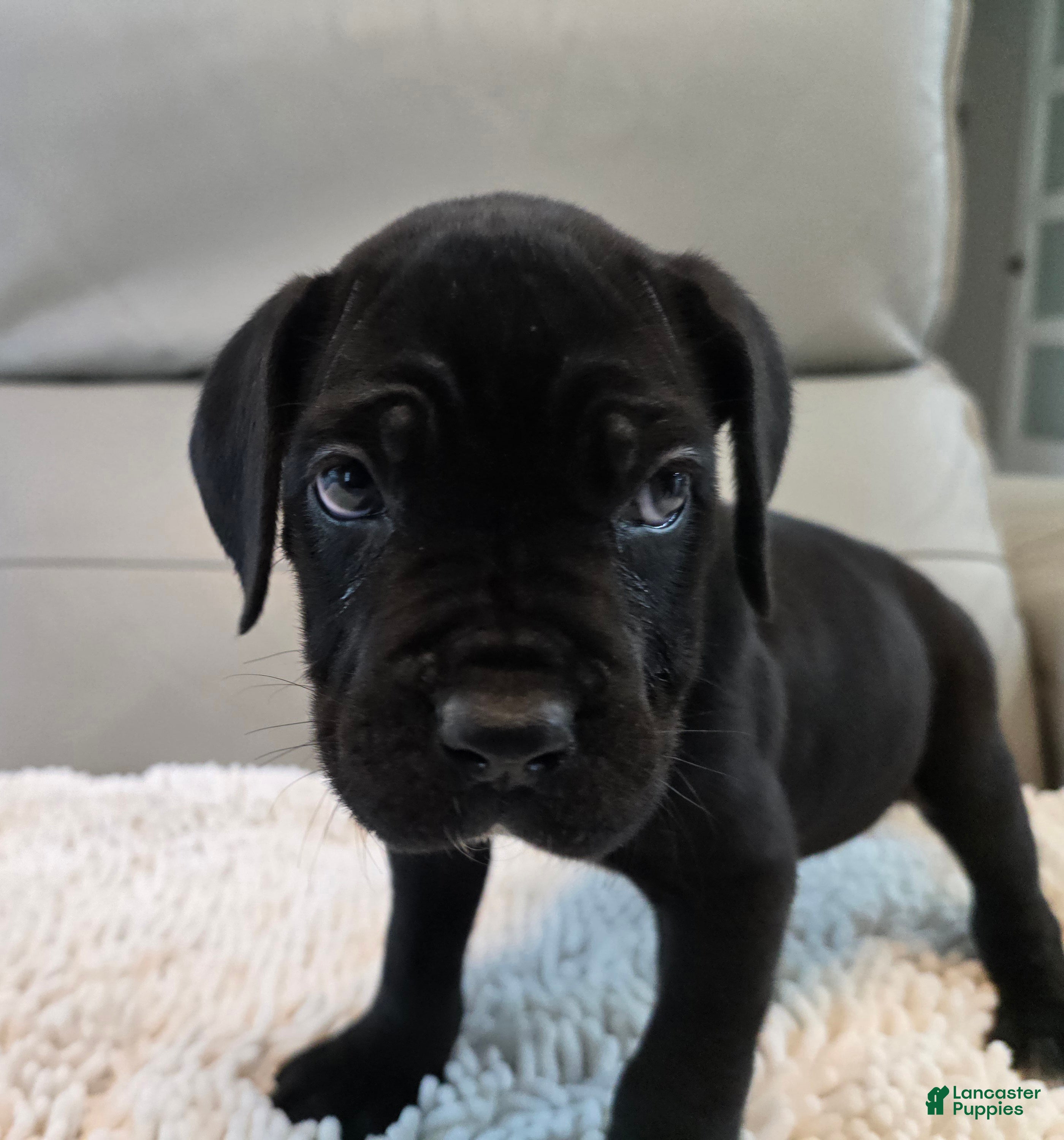 Cane Corso dogs Cane Corso 4 - Ad 2