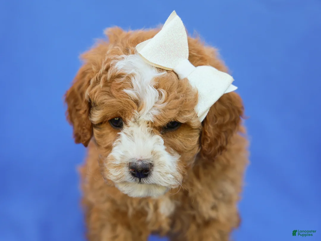 Cavapoo dogs for sale: Ira F1B Cavapoo Pup - Ad 5