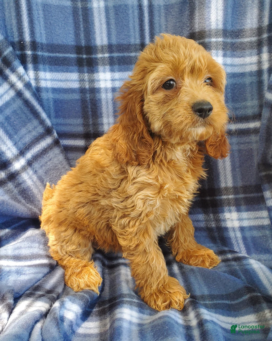 Cockapoo dogs for sale: Nora - Ad 2