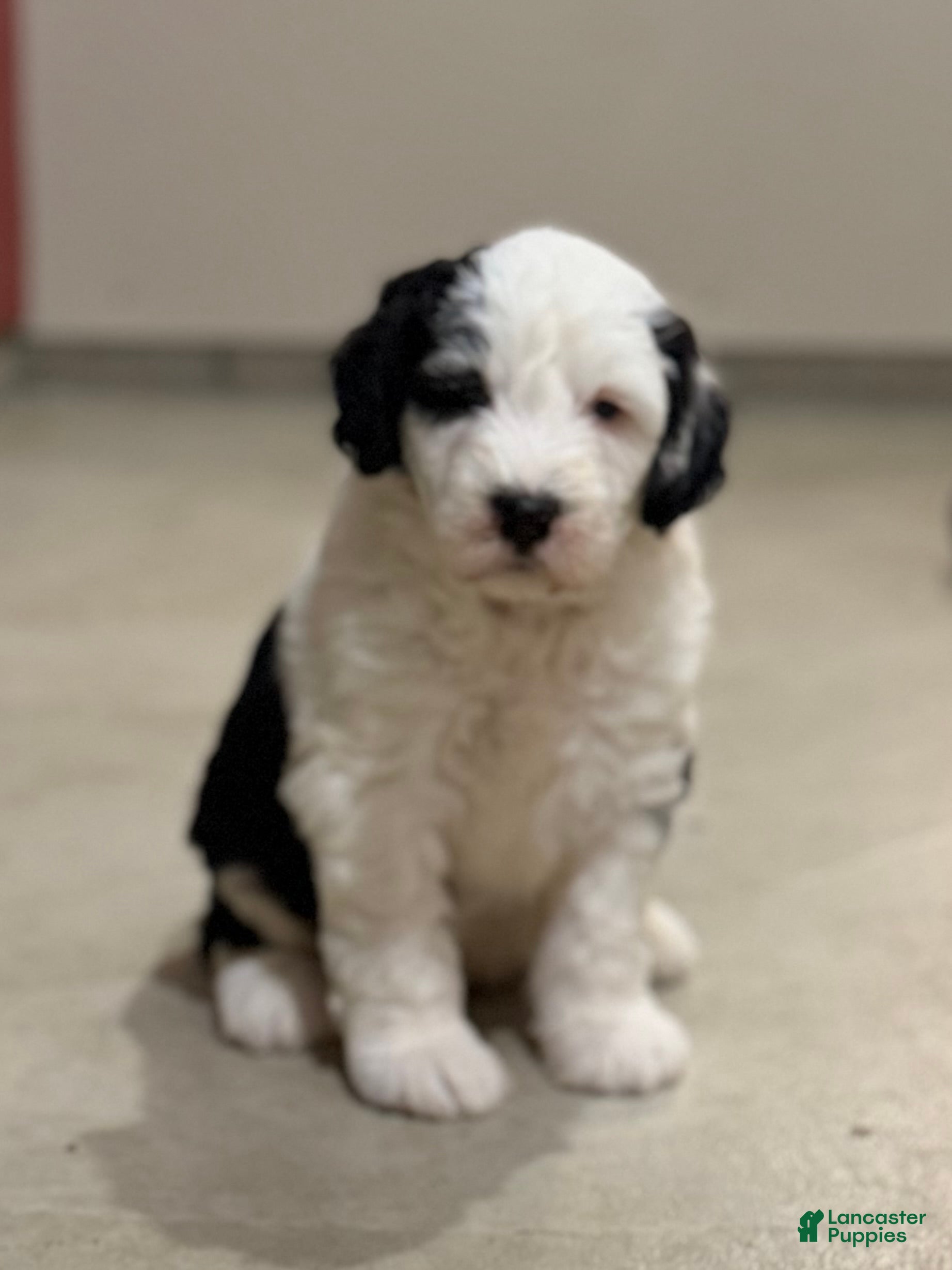 Sheepadoodle dogs Cassie - Ad 1