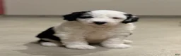 Sheepadoodle dogs for sale: Cassie - Ad 1