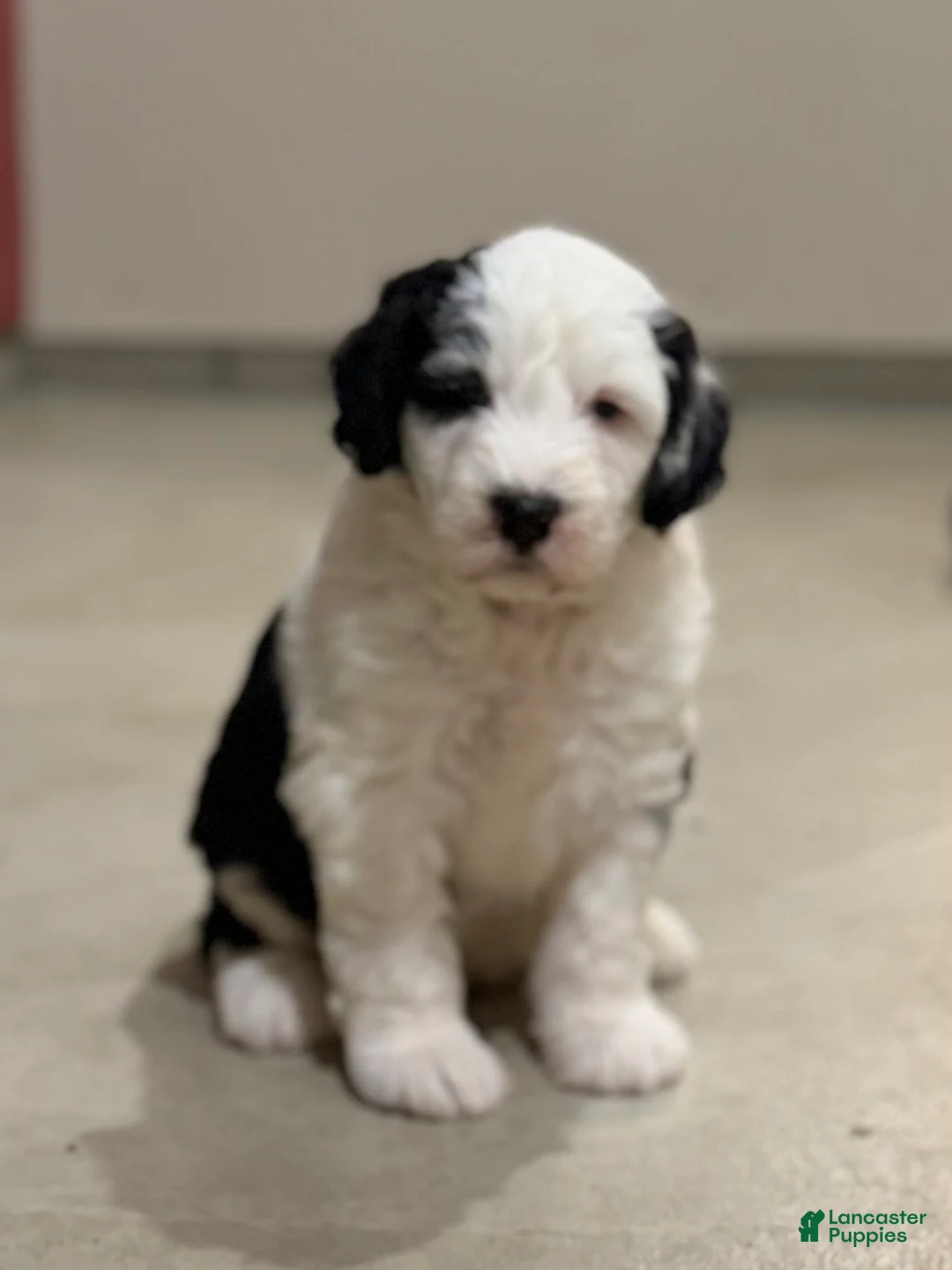 Sheepadoodle dogs for sale: Cassie - Ad 1