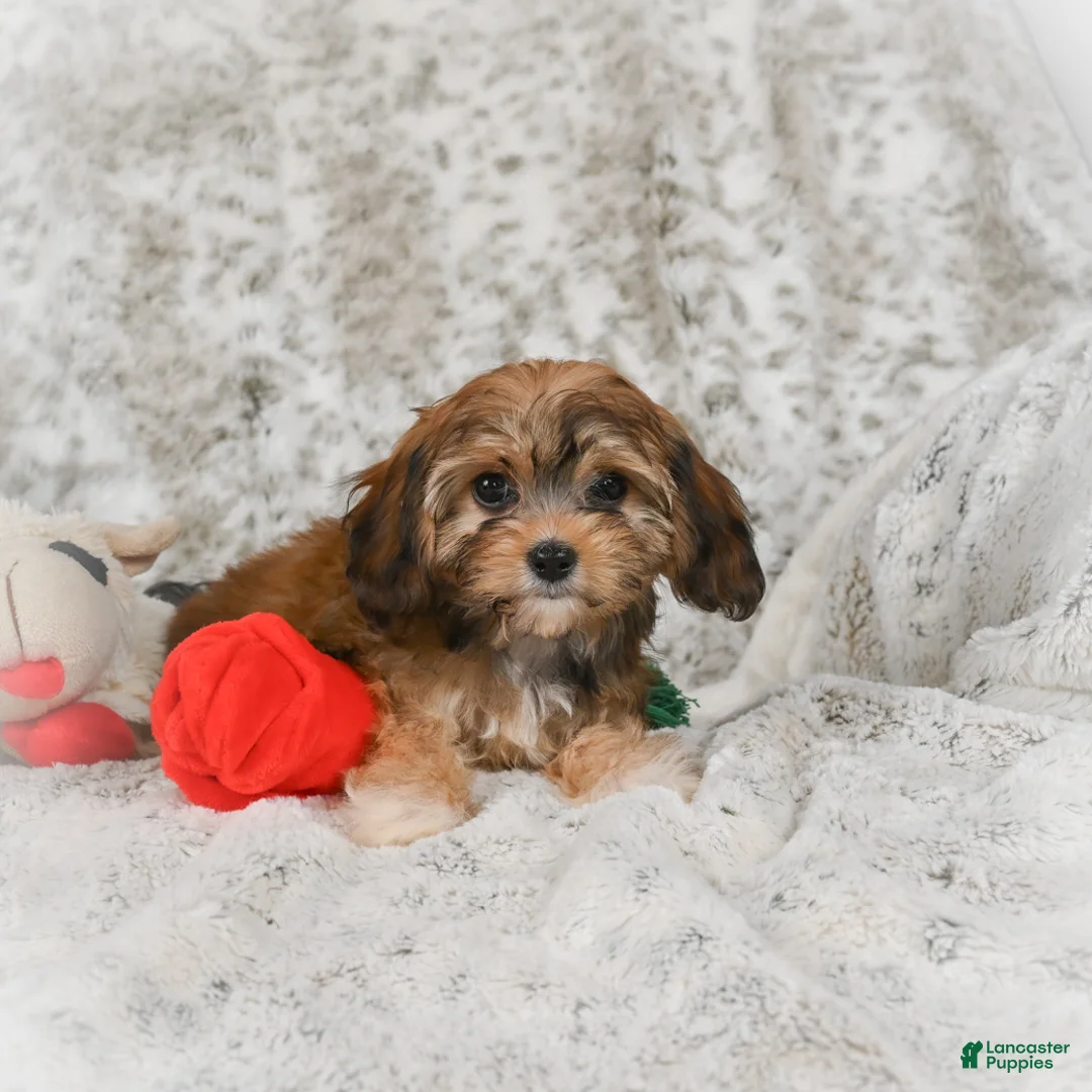 Havanese dogs for sale: Holly - Ad 10