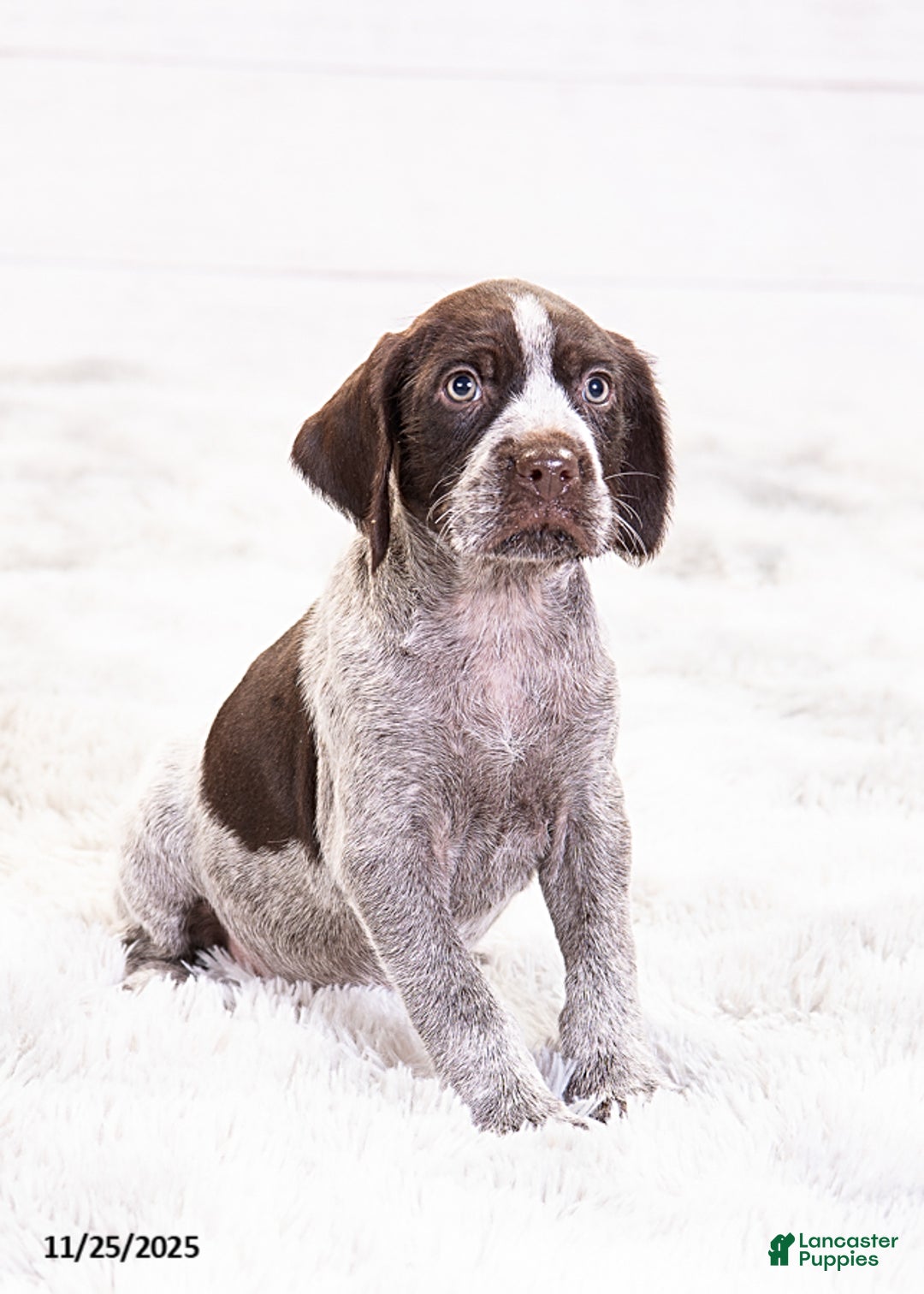 Mixed Breed dogs for sale: Robin - Ad 3