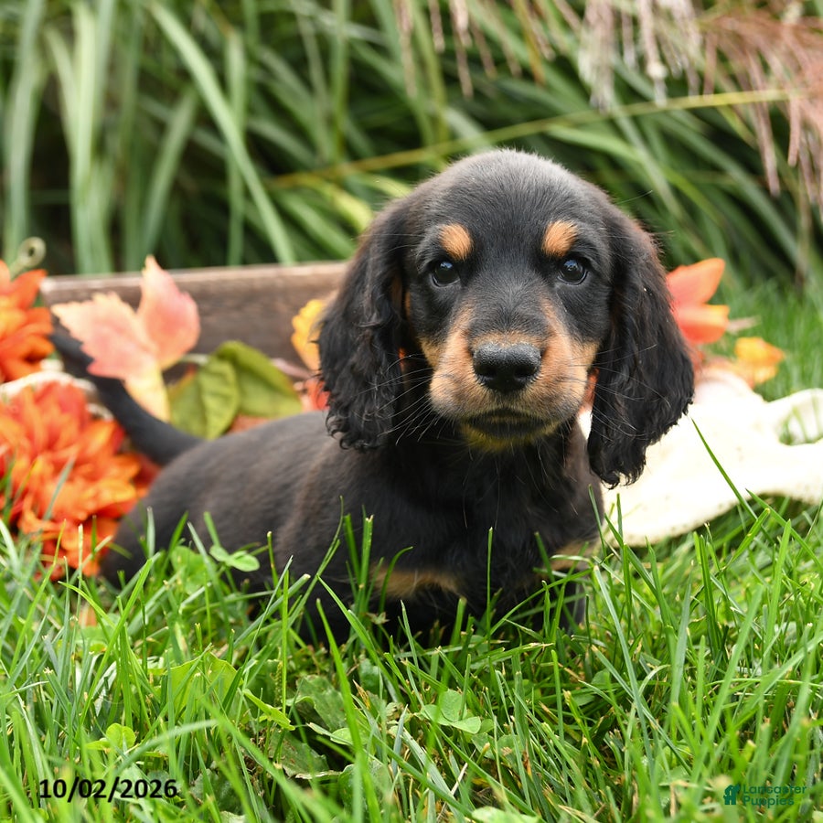 Dachshund dogs Skip  - Ad 2