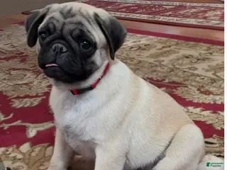 Pug dogs Buster - Ad 1