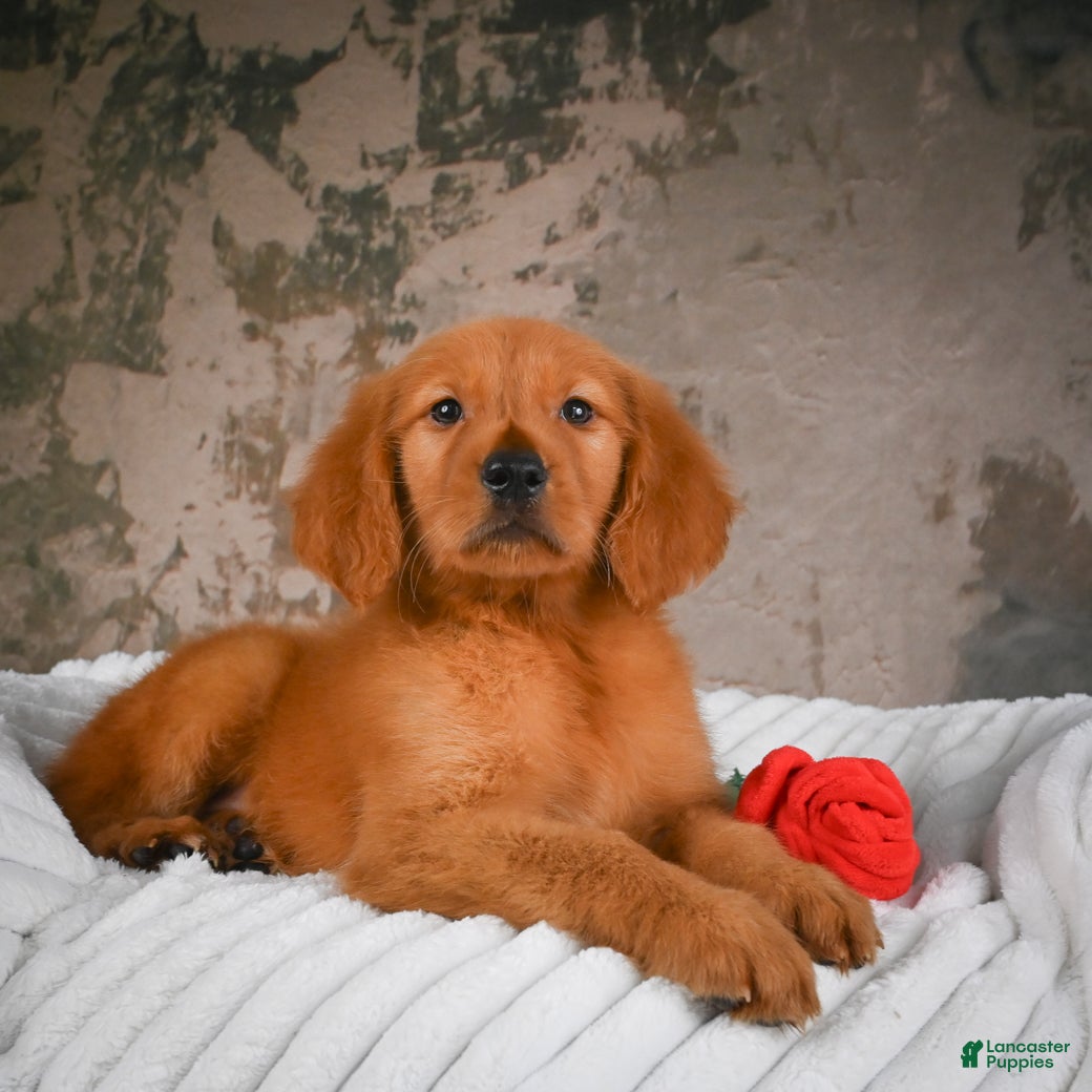 Golden Retriever dogs Penny - Ad 1