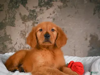 Golden Retriever dogs for sale: Penny - Ad 4