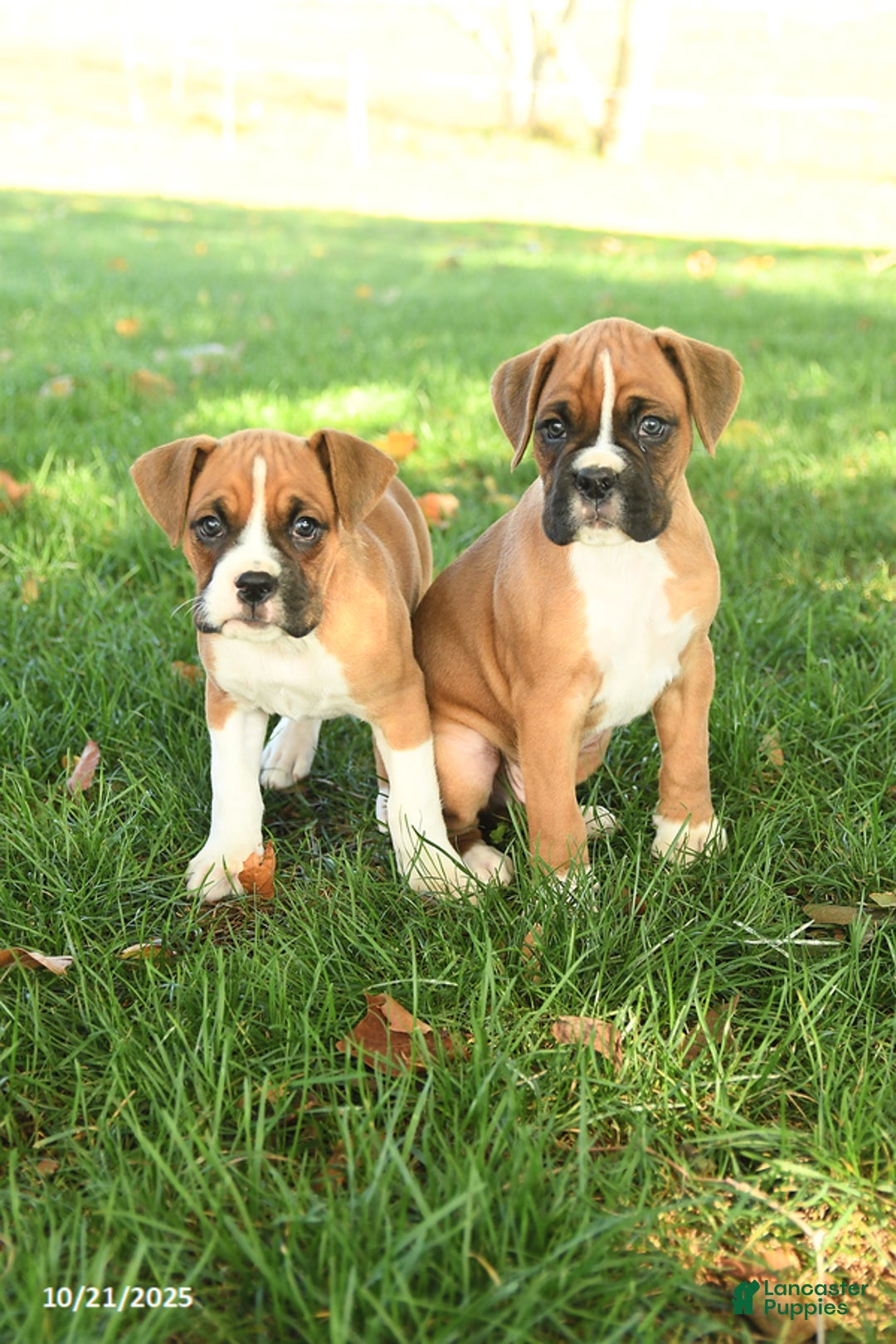 Boxer dogs for sale: Socks - Ad 3