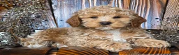 Cockapoo dogs for sale: Hunter - Ad 4