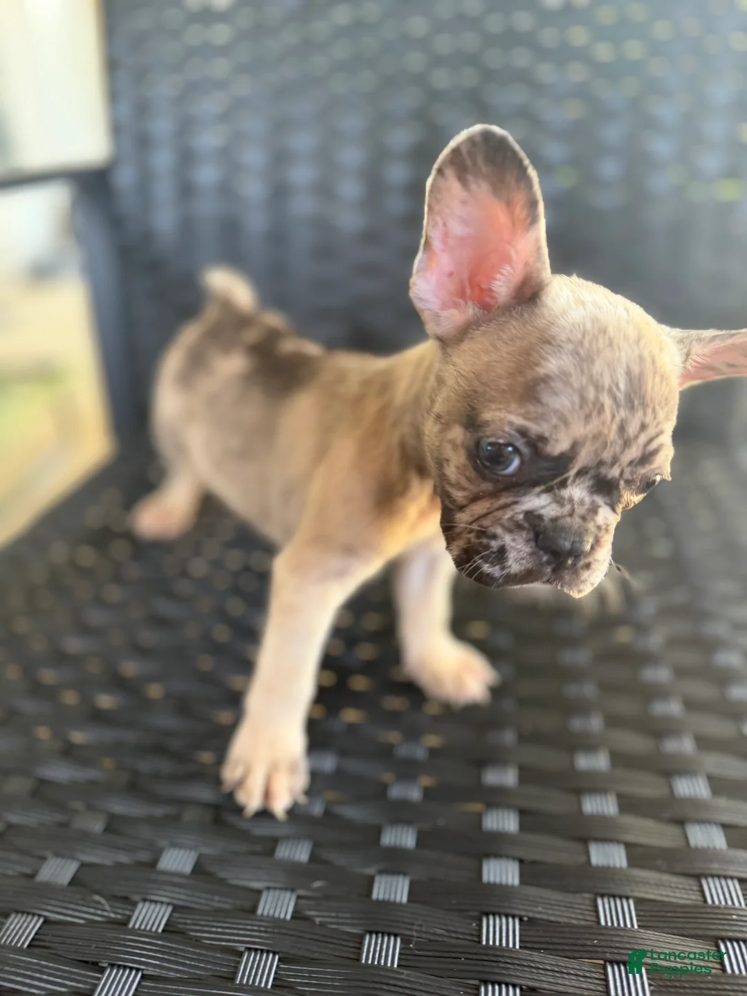 French Bulldog dogs for sale: MJ - Ad 14