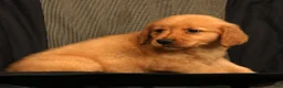Golden Retriever dogs for sale: Amber - Ad 9