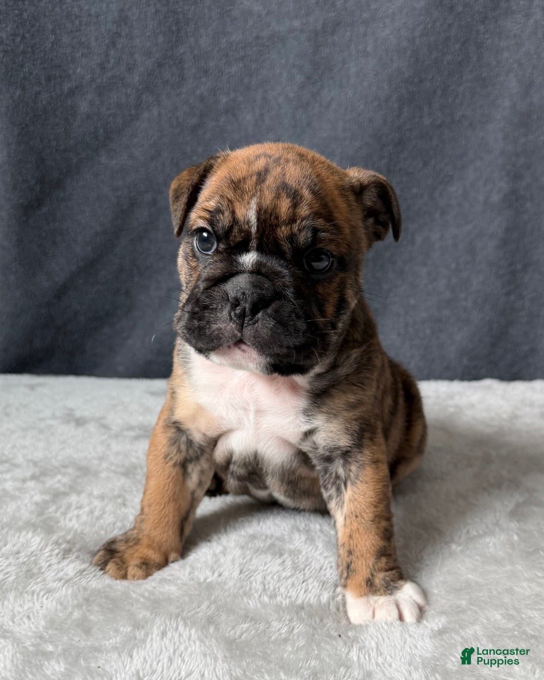 English Bulldog dogs for sale: Maple - Ad 1