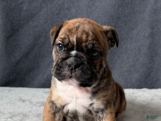English Bulldog dogs Maple - Ad 35