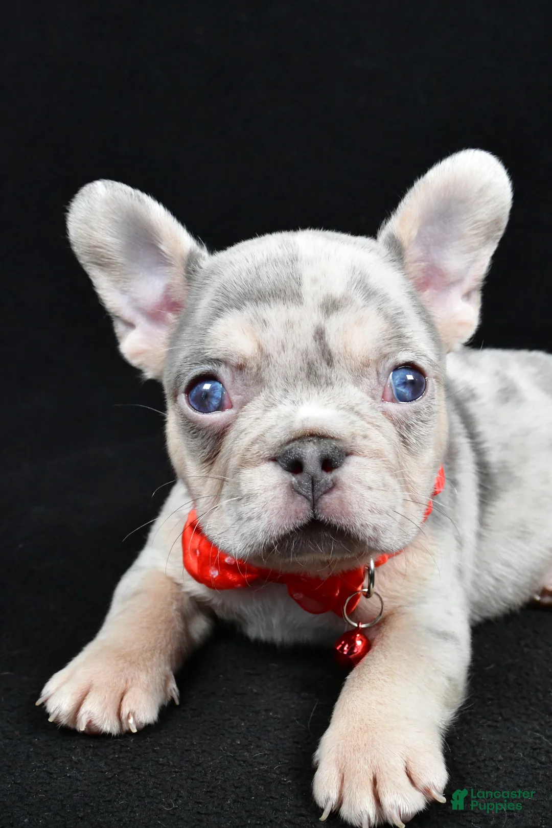 French Bulldog dogs for sale: Waylon - Ad 5