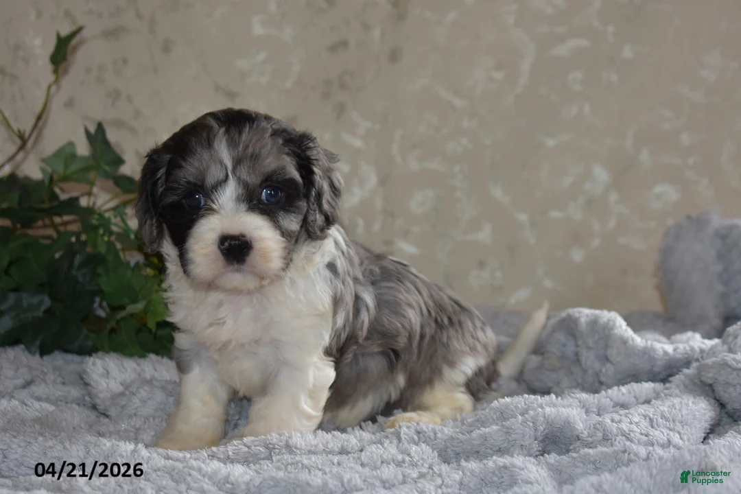 Cavapoo dogs for sale: Lucy - Ad 2