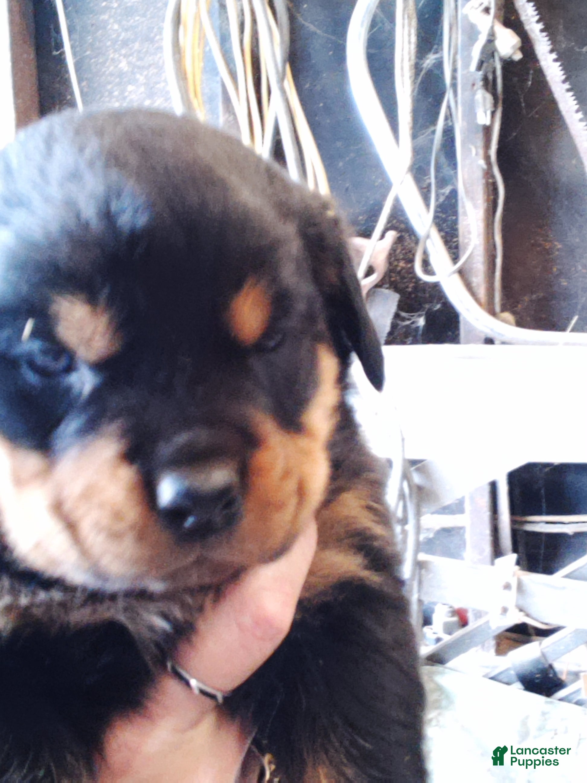 Rottweiler dogs Rottweiler Puppy 1 - Ad 42